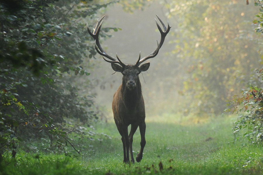 Wildlife Tour Of Madhya Pradesh (Satpura, Pench, Kanha & Bandhavgarh National Park